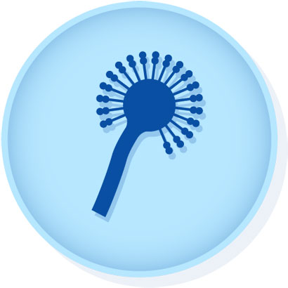 Microbiologics : 0392E6-CRM Aspergillus brasiliensis derived