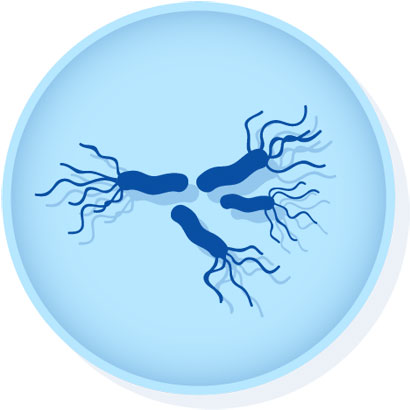 Microbiologics : 0363X Salmonella enterica subsp. enterica