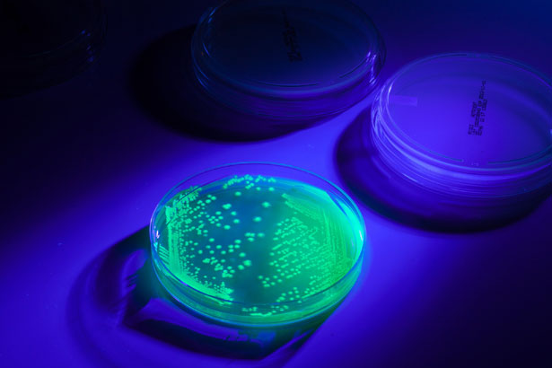 Microbiologics : 01226UV-V Salmonella enterica subsp ...
